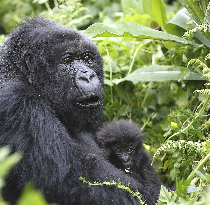 Gorillas in Parc National Des Volcans Rwanda