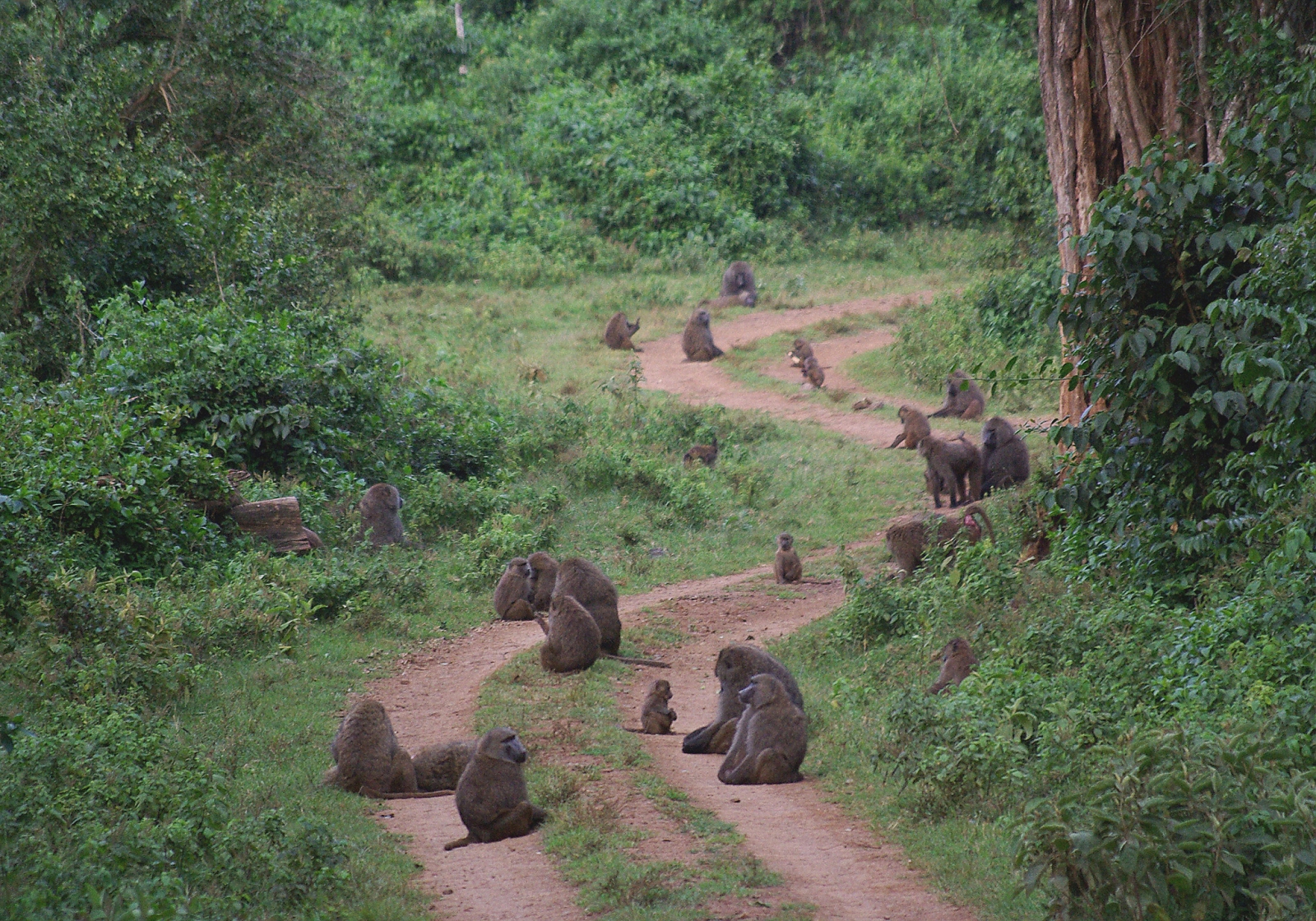 Baboons in Aberdare National Forest in Kenya