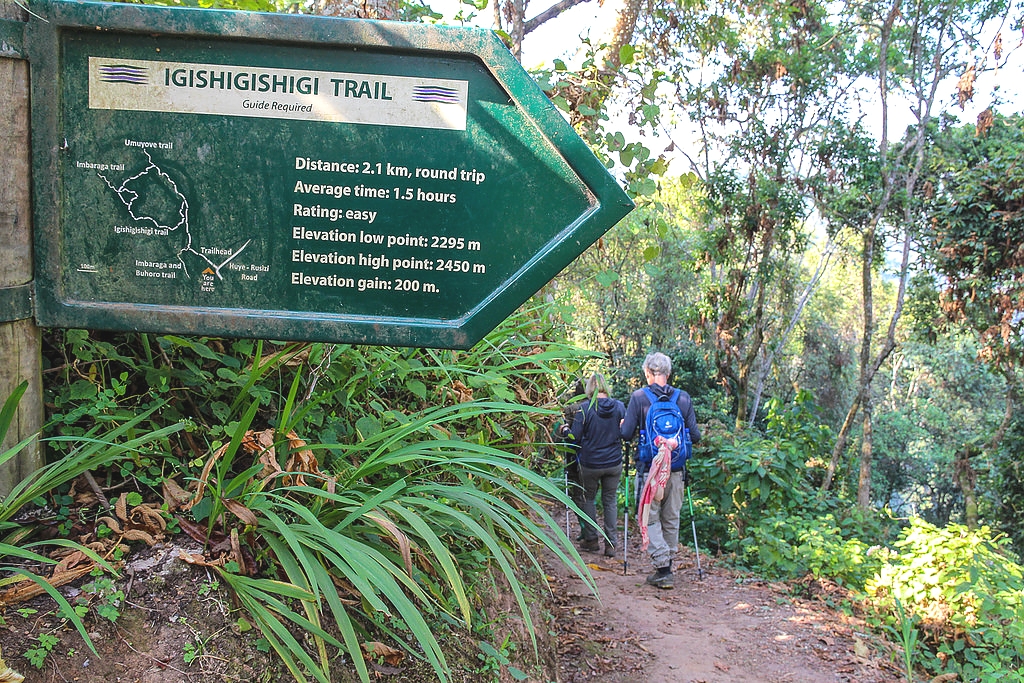 The Igishigishigi Trail in Nyungwe National Park Rwanda