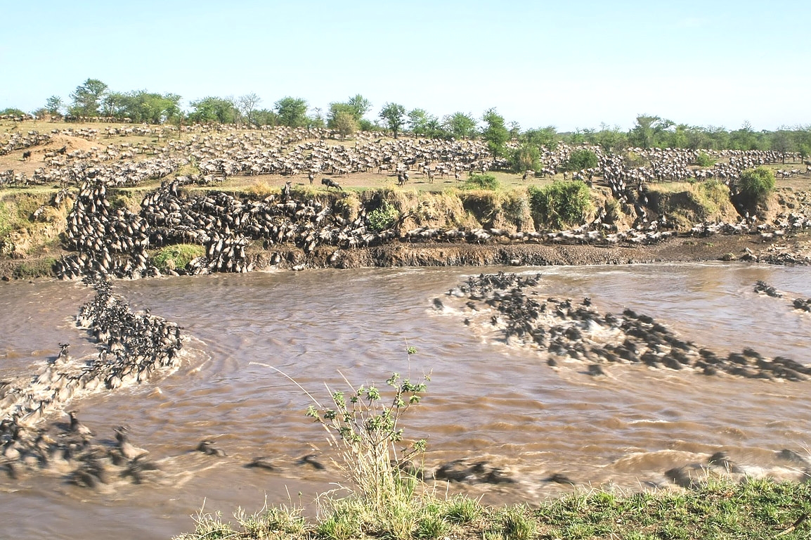 Wildebeests Migration in Serengeti Tanzania