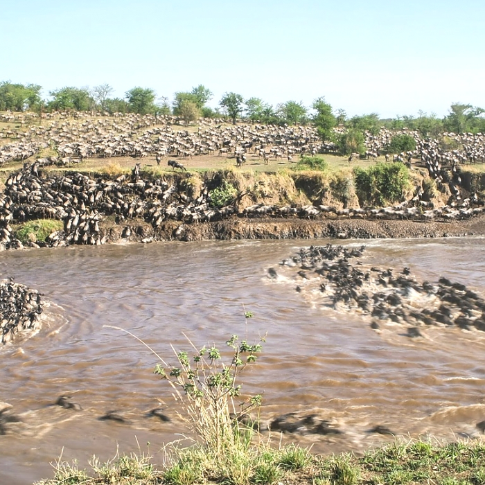 Wildebeests Migration in Serengeti Tanzania