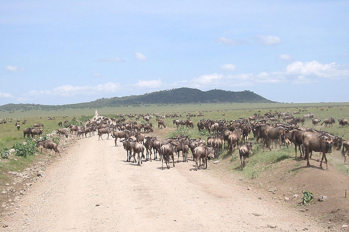 Wildebeests Migrations in Ndutu