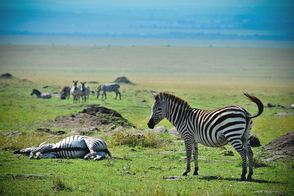 Zebras in Kenya Maasai Mara